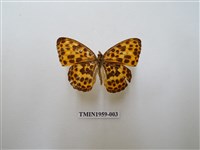 藏品(白裳貓蛺蝶)的圖片